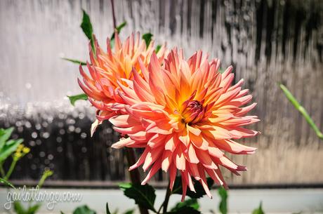 dahlias at the in-laws'