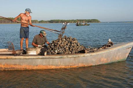 Still tonging in Apalachicola, the last of a dying breed.Photo: Jack Gardner for The New Florida Table Cookbook, late 2015