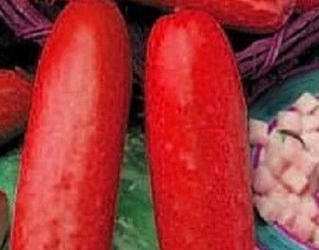 Top 10 Rare and Unusual Cucumbers