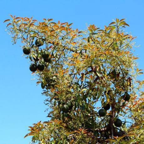 Reed avocados