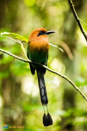 Orange and green colored Mott Mott bird at Soberania in Panama.