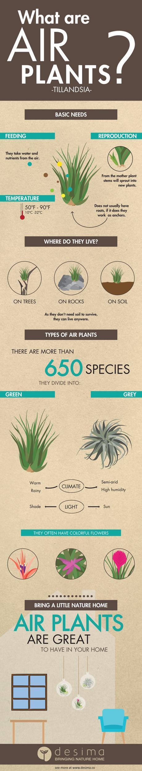 What are air plants?