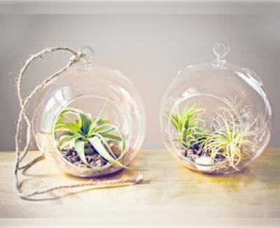 air_plants_in_glass