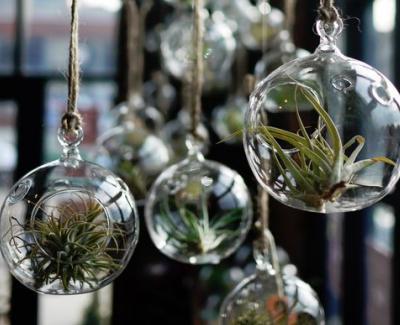 air plants in glass