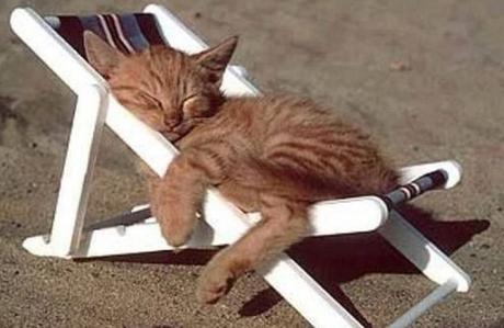 Top 10 Summer Cats Relaxing In Deckchairs