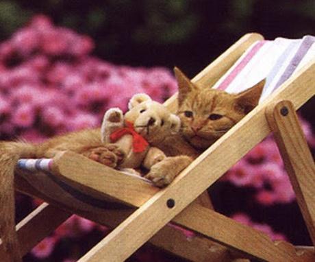 Top 10 Summer Cats Relaxing In Deckchairs