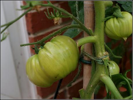 Tomatoes ripening at last!