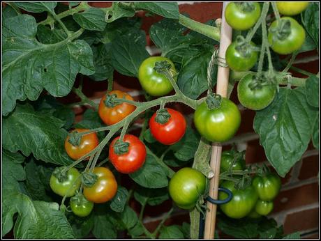 Tomatoes ripening at last!
