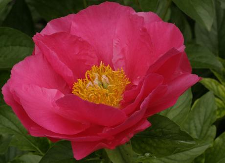 Pink peony with yellow center