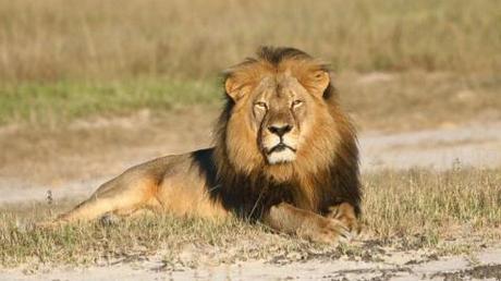 Cecil the Lion's Brother, Jericho, Shot and Killed by Hunter in Zimbabwe (ABC News) 