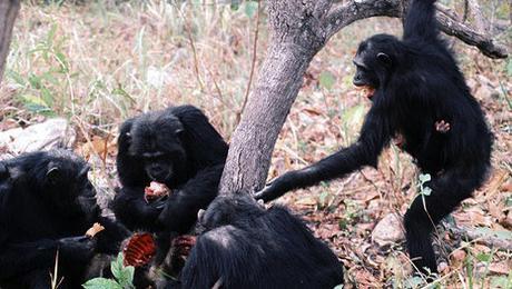 Chimpanzees are hunting their prey to extinction