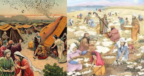 Exodus 6 miracle of quail & manna
