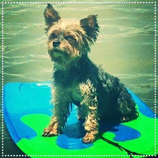 West Marine| Dog Days of Summer Photo Contest