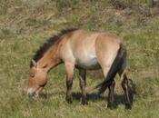 MONGOLIA’S WILD PRZEWALSKI HORSES: Guest Post Caroline Hatton