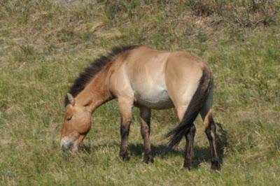 MONGOLIA’S WILD PRZEWALSKI HORSES: Guest Post by Caroline Hatton