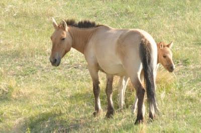 MONGOLIA’S WILD PRZEWALSKI HORSES: Guest Post by Caroline Hatton