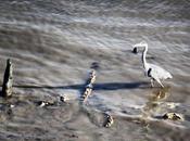 East-West Waterway No.3 Heron Fights Stick