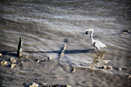 East-West Waterway No.3 Heron Fights Stick