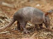 Shoots Armadillo Gets Injured Rebound
