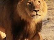 Animal Psychic Claims Have Talked with Cecil, After Killed !!!!!