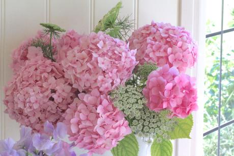 Pink-Hydrangea