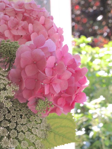 Pink-Hydrangea