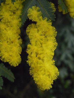 Our wattle does its thing