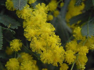 Our wattle does its thing