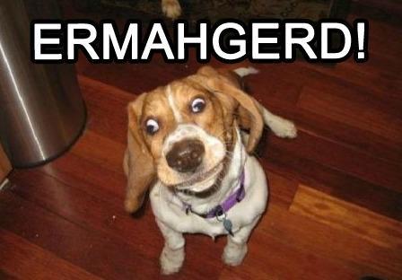 ERMAGERD | Dog | Funny Meme