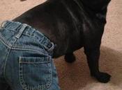 Tight Fitting Animals Wearing Jeans