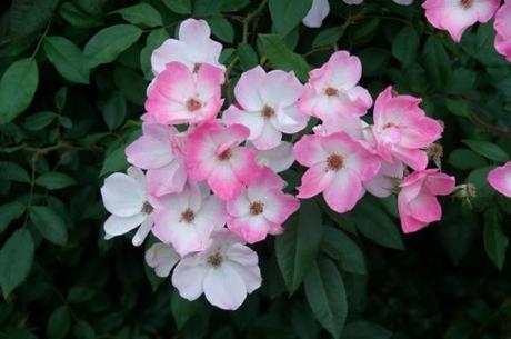 delicate rose flowers