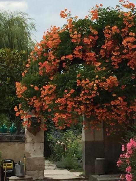 Campsis grandiflora ‘Morning Calm'