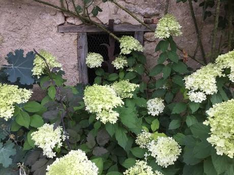 white hydrangea in flower