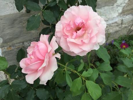 light pink rose