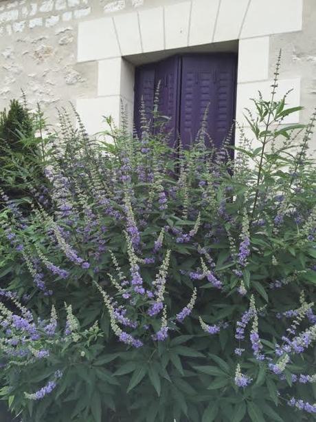 matched paintwork to Vitex agnus-castus