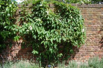 Mandevilla laxa (18/07/2015, Kew Gardens, London)