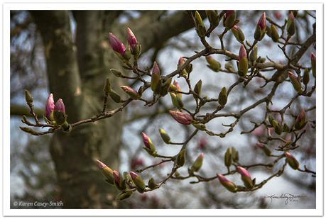flowering pink magnolia in spring