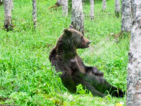 brown bear in Lentiira Finland.  The brown bear is the national animal of Finland.