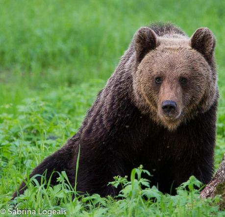 brown bear watching in Finland.  The brown bear is also Finland's national animal.