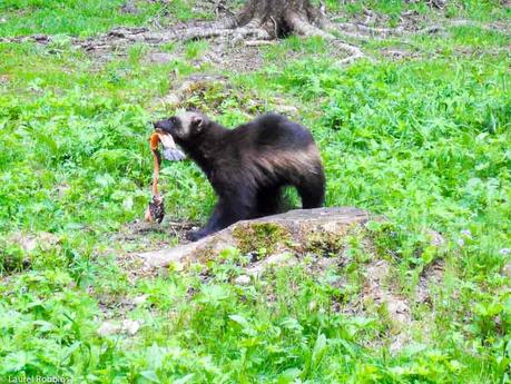 a wolverine grabbing a piece of fish in Lentiira, Finland, before taking it back to the forest and burying it.