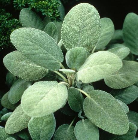 What is herb Sage Leaf?
