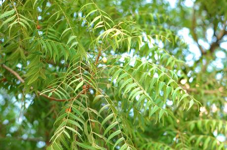 Amazing Herb Neem – Azadirachta indica