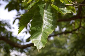 Castanea mollissima Leaf (18/07/2015, Kew Gardens, London)