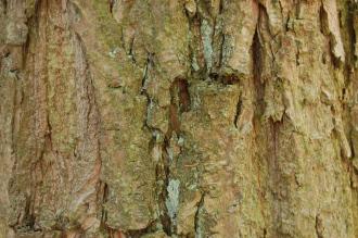 Castanea mollissima Bark (18/07/2015, Kew Gardens, London)