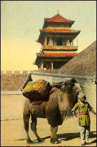 Xi'an Silk Road Camels