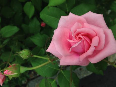 Garden Roses 