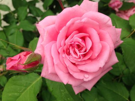 Garden Roses 