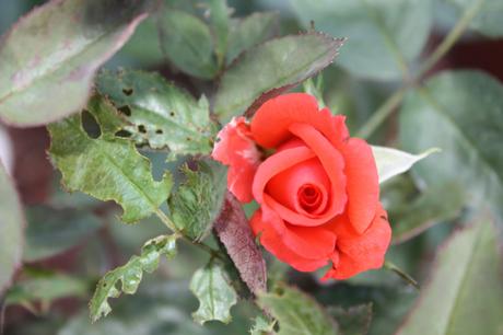 Garden Roses