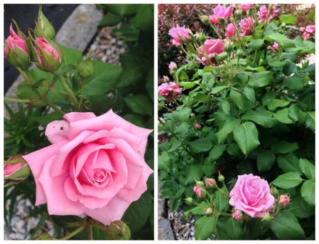 Garden Roses 