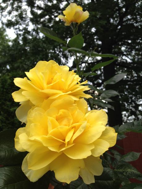 Garden Roses 